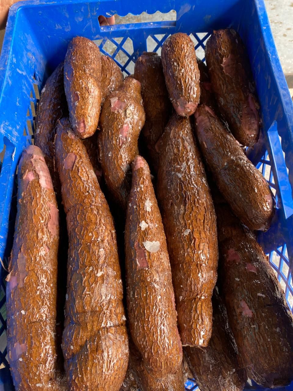 Yuca root